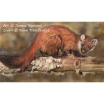 (image for) Endurance the Pine Marten